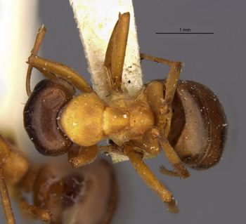 Media type: image;   Entomology 22730 Aspect: habitus dorsal view